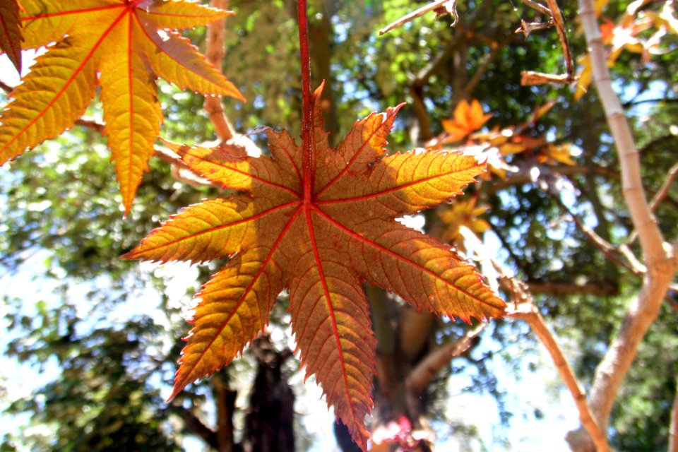 Yellow leaves Adelaide