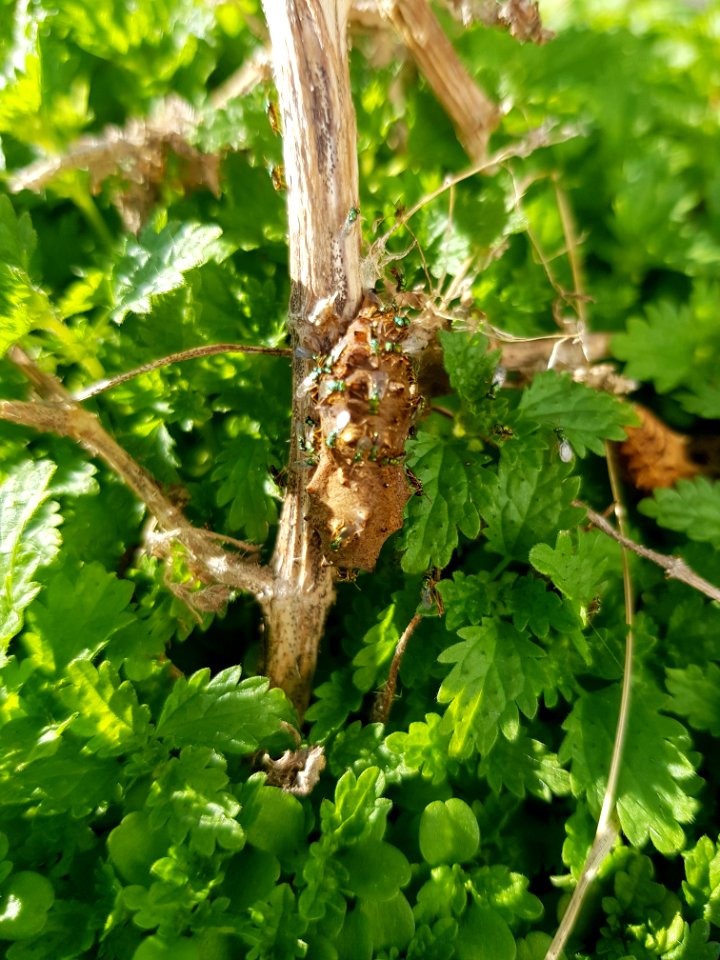 Yellow admiral (Vanessa itea) cocoon with Pteromalus puparum4