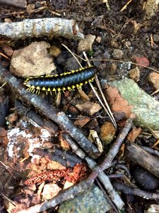 Yellow and Black Flat Millipede