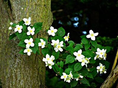 Plant flowering small flowers