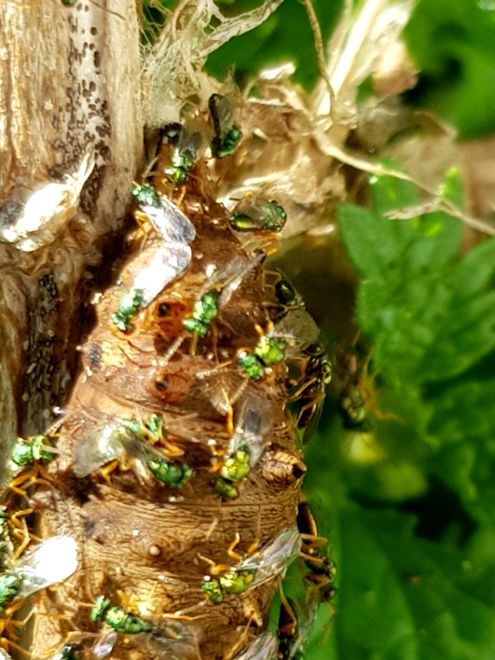 Yellow admiral (Vanessa itea) cocoon with Pteromalus puparum5