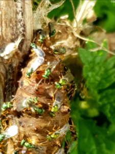 Yellow admiral (Vanessa itea) cocoon with Pteromalus puparum5