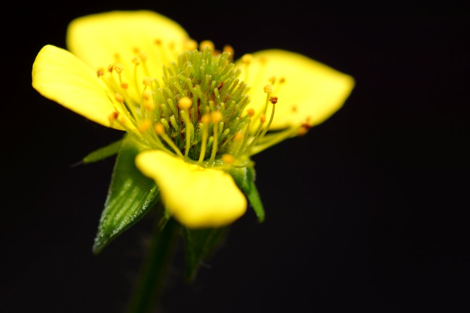 Yellow bloom