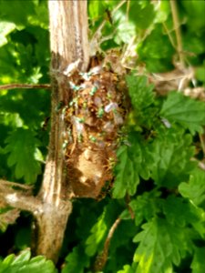 Yellow admiral (Vanessa itea) cocoon with Pteromalus puparum2