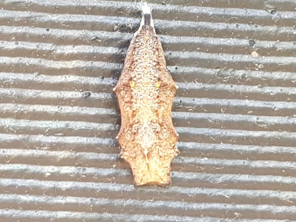 Yellow Admiral Pupa