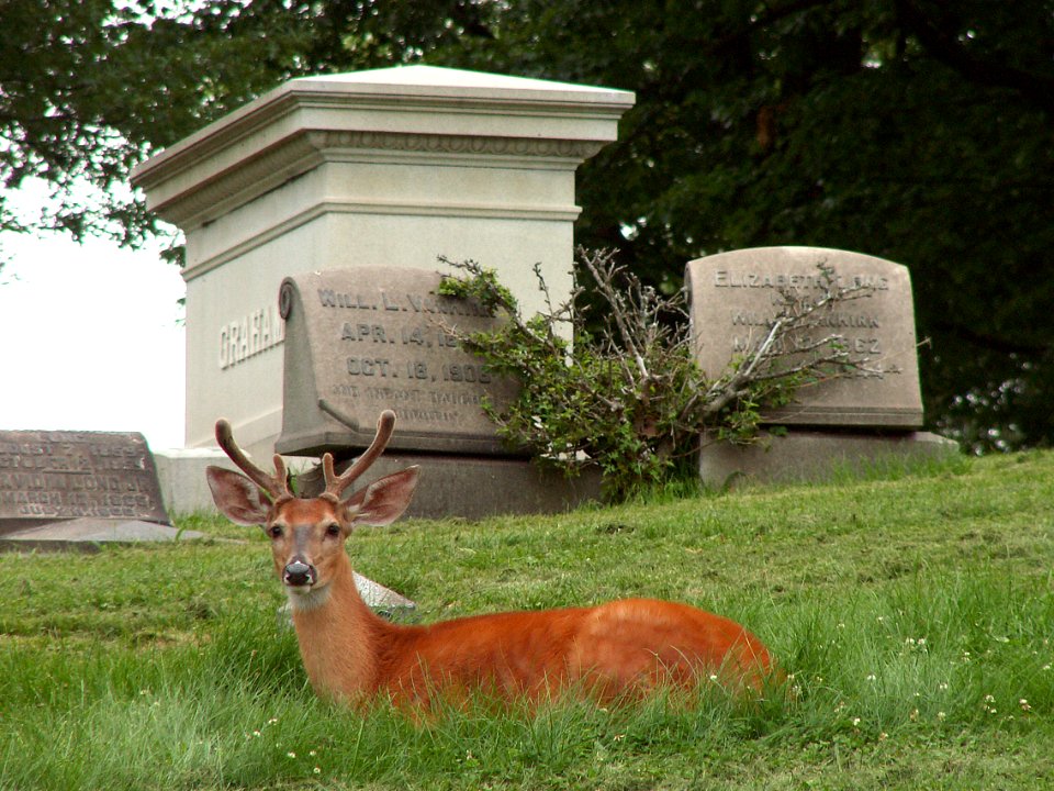 Young Stag, Allegheny Cemetery, 2015-07-10, 01