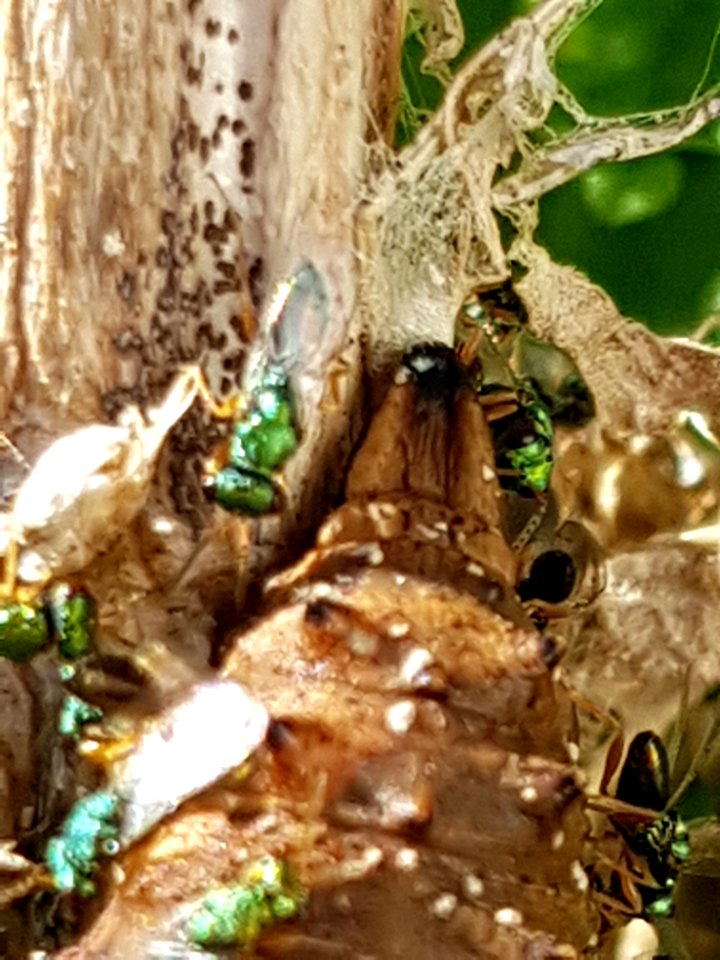 Yellow admiral (Vanessa itea) cocoon with Pteromalus puparum8