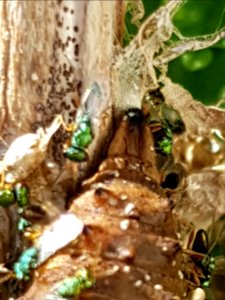Yellow admiral (Vanessa itea) cocoon with Pteromalus puparum8
