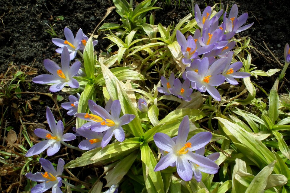 Krokus plant blooming