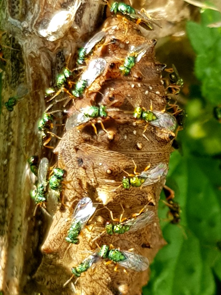 Yellow admiral (Vanessa itea) cocoon with Pteromalus puparum6