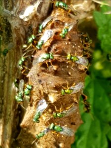 Yellow admiral (Vanessa itea) cocoon with Pteromalus puparum6