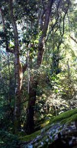 Young Black Stinkwood - Ocotea bullata - Afrotemperate forests