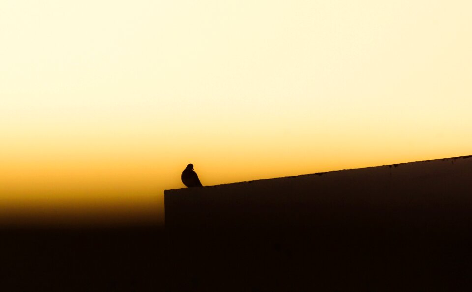Birds in evenning pigeon nature