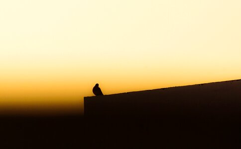 Birds in evenning pigeon nature