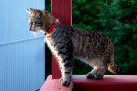 Young tabby cat keeping watch photo