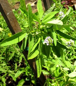 Young blue fenugreek with buds