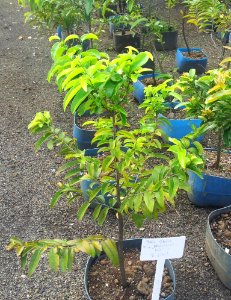 Young Diospyros tessellaria - Mauritius nursery