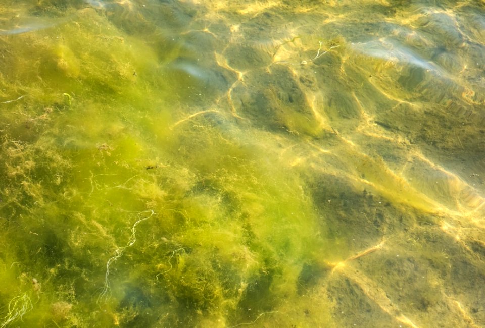 Young Cladophora glomerata in Holma, Gullmarsfjorden 2