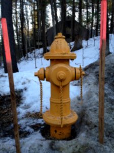 Yellow Hydrant photo