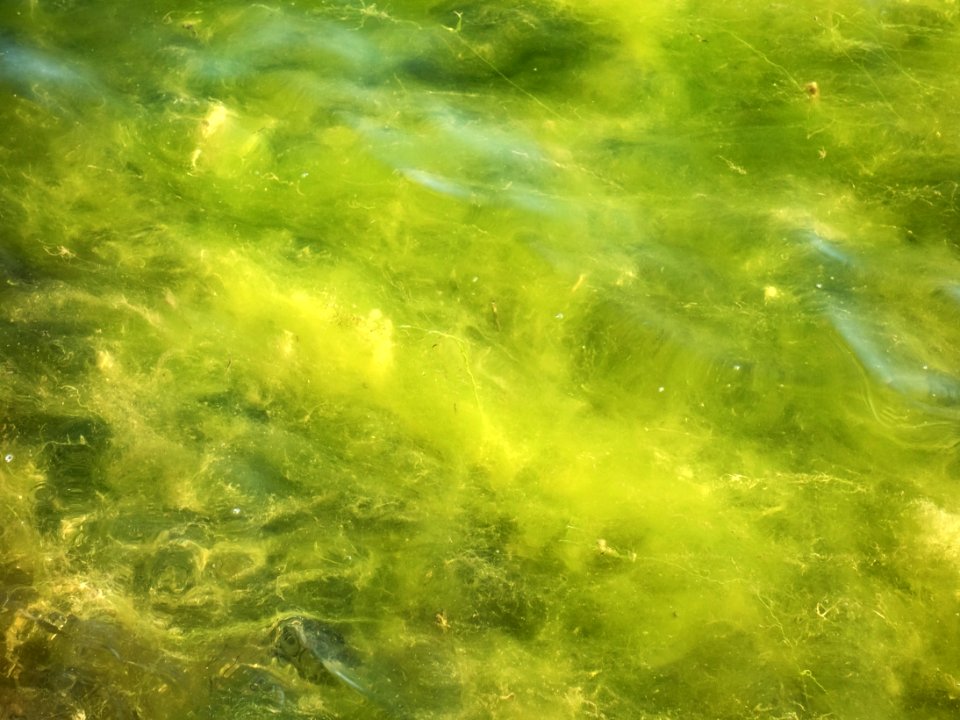 Young Cladophora glomerata in Holma, Gullmarsfjorden
