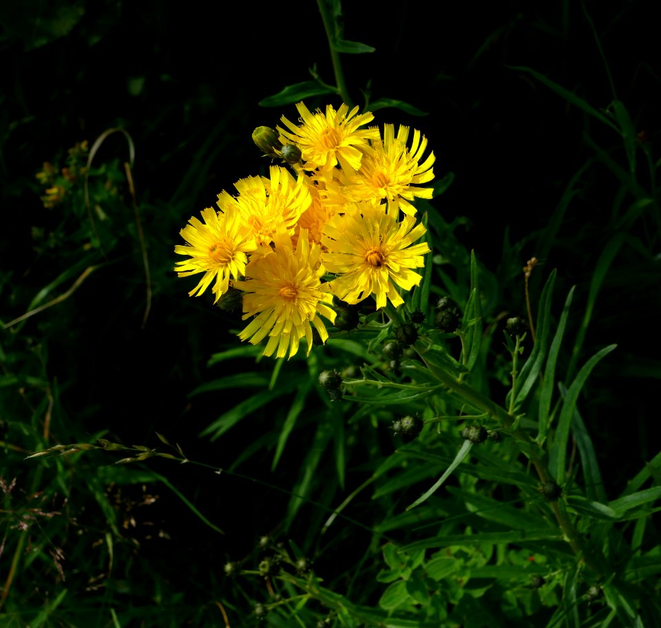 Yellow hawkweed in Gåseberg