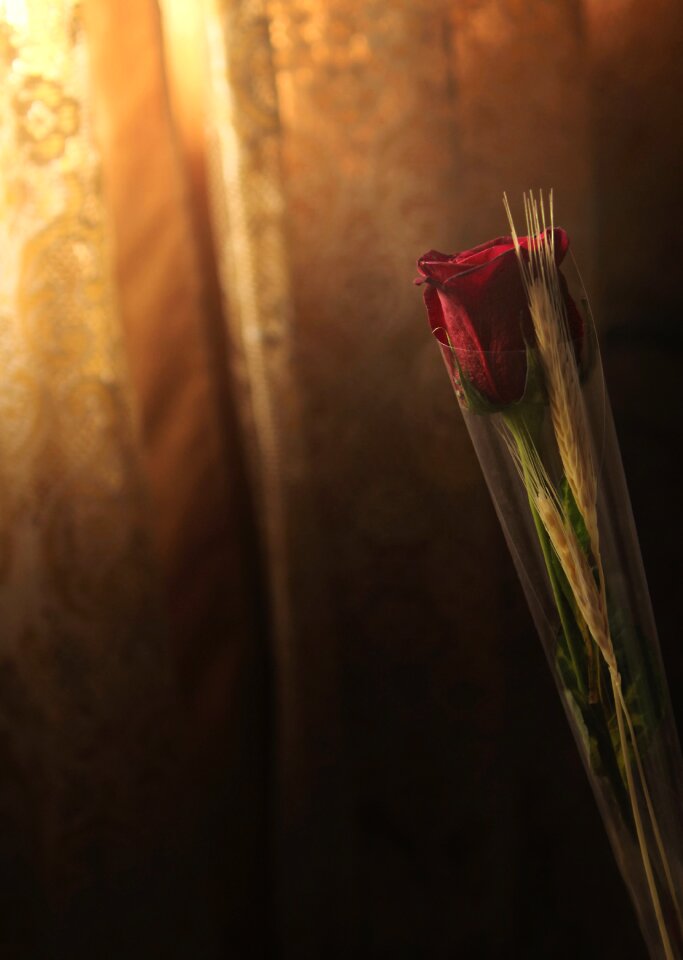 Roses flower curtain