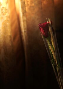 Roses flower curtain