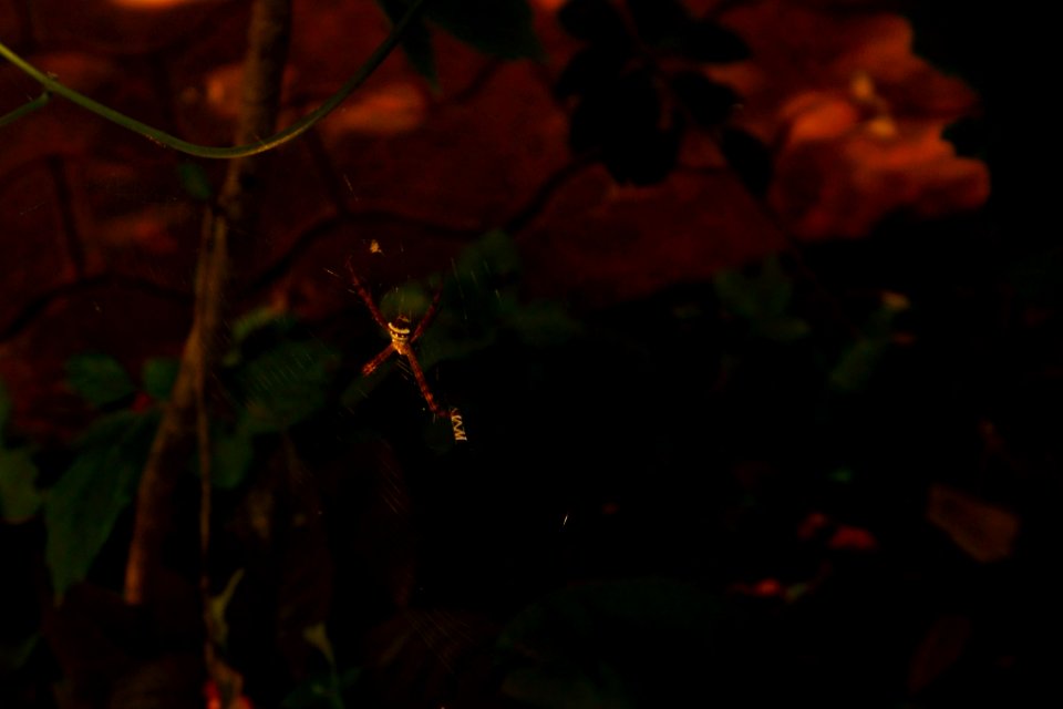 Yellow Lined Spider (229252591)