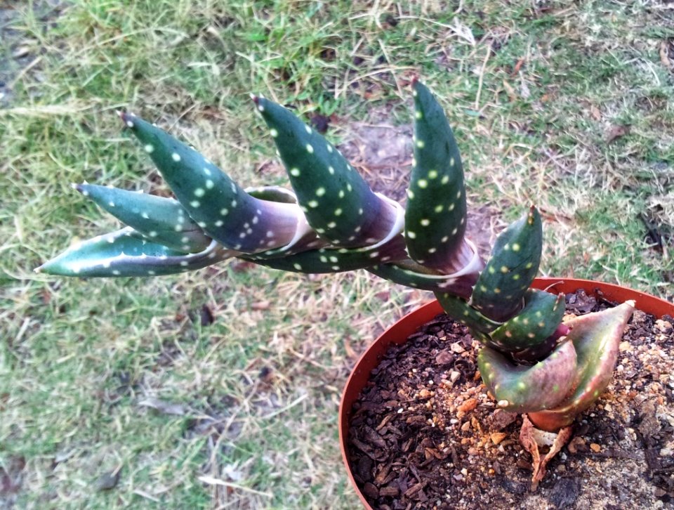 Young Aloe arenicola in cultivation