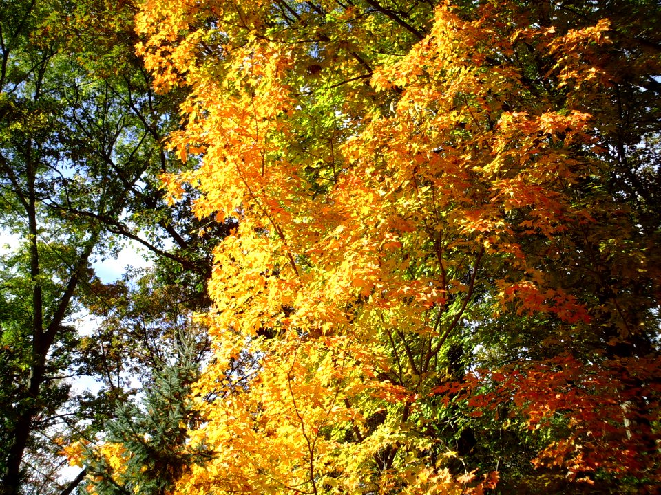 Yellow leaves