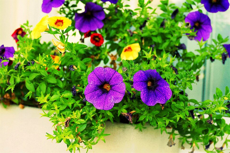 Zauberglockchen balcony plant nachtschattengewächs