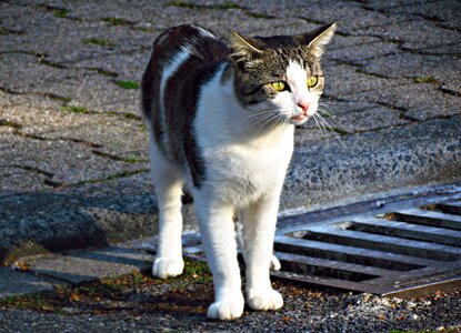 Domestic cat a young kitten animal
