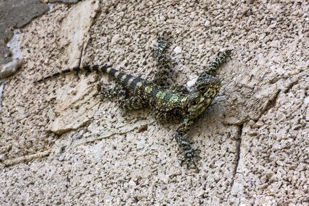 Animal rock lizard