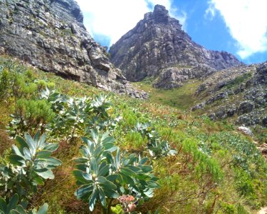 Young Waboom trees on Table Mountain - Protea nitida 2