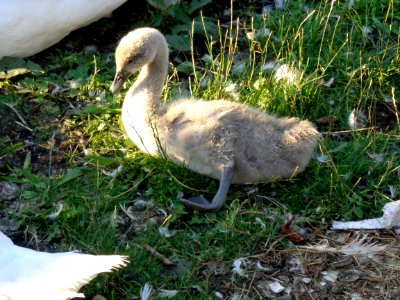 Young swan
