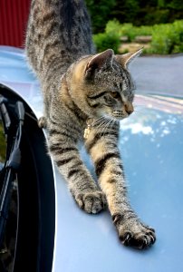 Young tabby cat showing claws