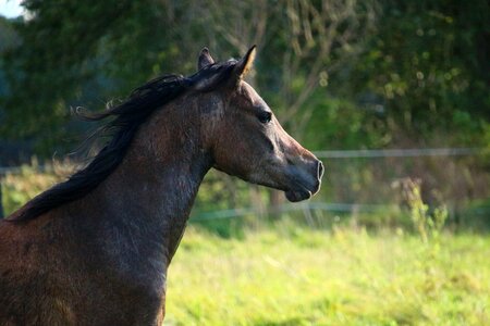 Arabs horse head thoroughbred arabian photo