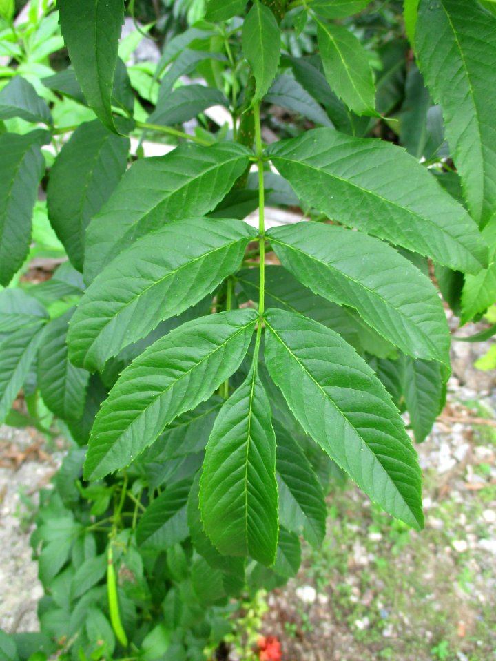 Yellow trumpetbush (Tecoma stans) pinnate leaf