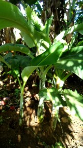 Young saba banana plants