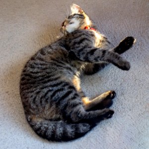 Young tabby cat on a concrete floor photo