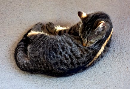Young tabby cat licking itself
