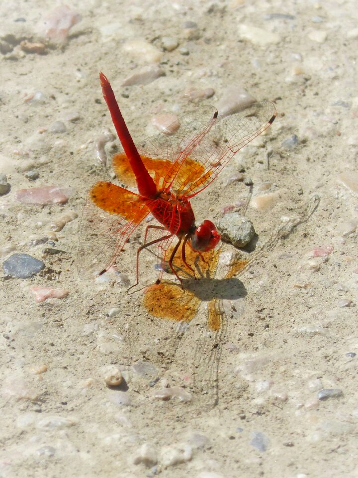 Dragonfly winged insect translucent
