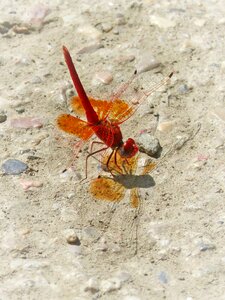 Dragonfly winged insect translucent