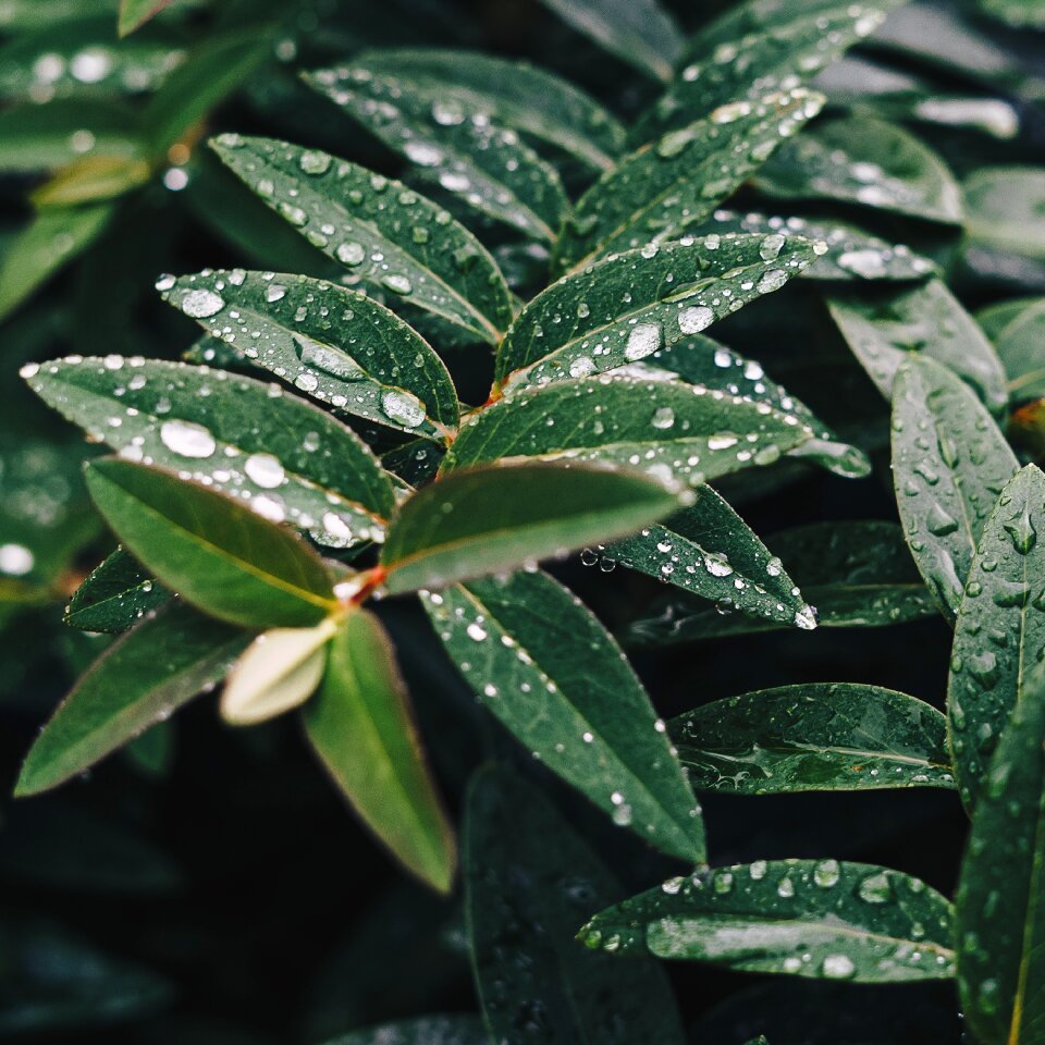 Nature wet rain