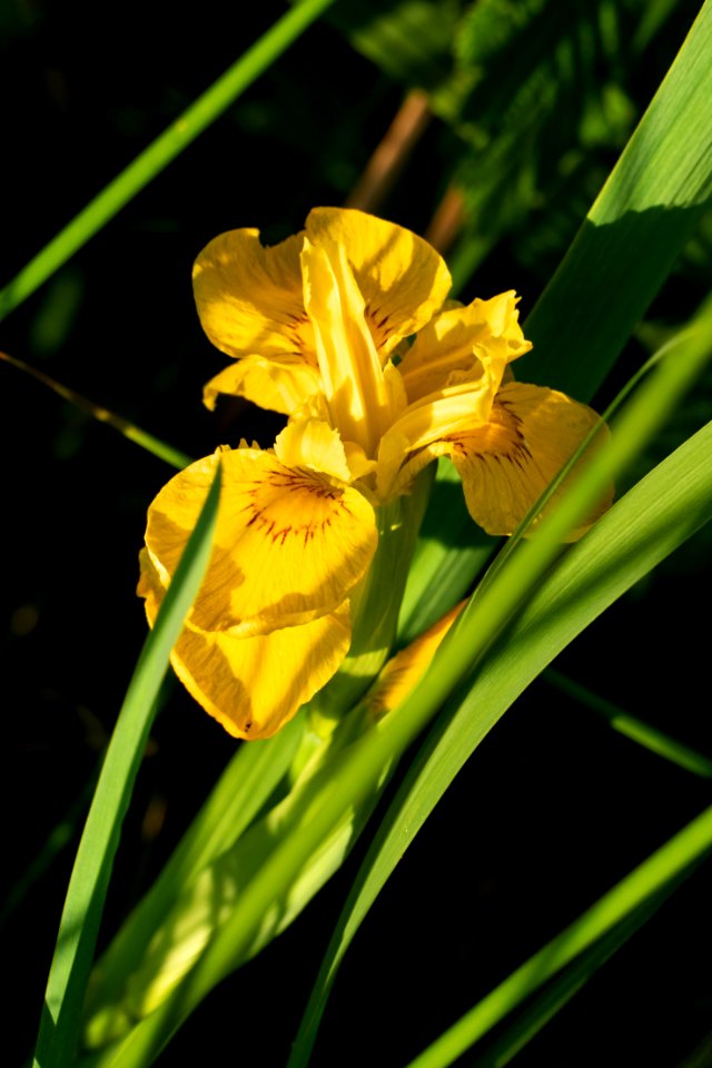 Yellow iris in Norrkila