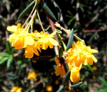 Yellow flowers pending Adelaide