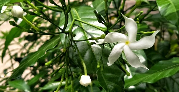 White tropical thailand