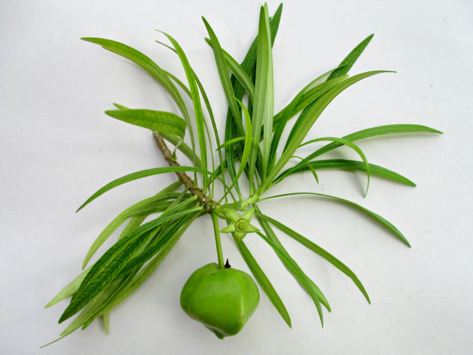 Yellow oleander (Cascabela thevetia) leaves & fruit