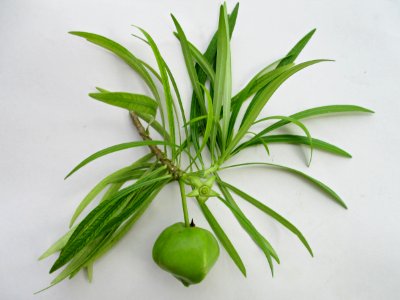 Yellow oleander (Cascabela thevetia) leaves & fruit