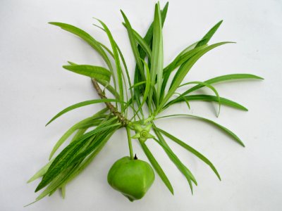 Yellow oleander (Cascabela thevetia) leaves & fruit photo